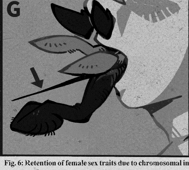 A photo cropped from a figure from Induced Gynandromorphism During Metamorphosis To Treat Gender Dysporia in Fairies. It displays Jason Hoang's piercing mouthparts (arrow), bundled into a neat stylet.
